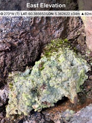 Trapeliopsis pseudogranulosa