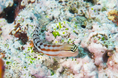 Ecsenius fijiensis