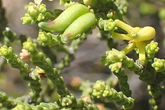 Diosma passerinoides