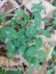 Trifolium pratense