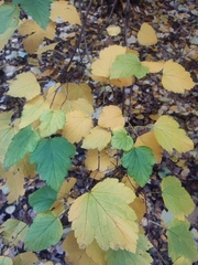 Physocarpus opulifolius