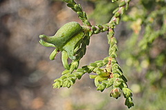 Diosma passerinoides