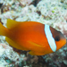 Fiji Tomato Anemonefish - Photo (c) Mark Rosenstein, some rights reserved (CC BY-NC), uploaded by Mark Rosenstein