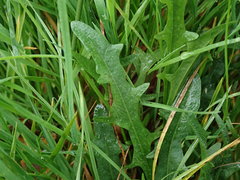 Scorzoneroides autumnalis