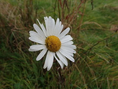 Leucanthemum vulgare