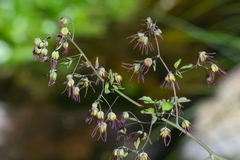 Thalictrum decipiens