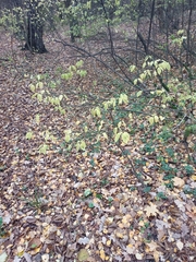 Euonymus verrucosus