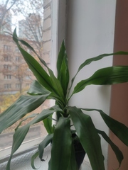 Dracaena
