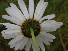 Leucanthemum vulgare