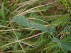 Leucanthemum vulgare
