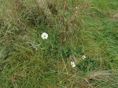 Leucanthemum vulgare