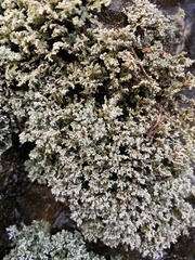 Stereocaulon vesuvianum