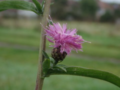 Centaurea debeauxii