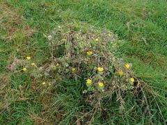 Helminthotheca echioides