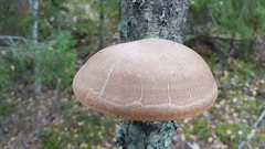 Fomitopsis betulina