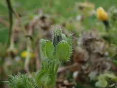 Helminthotheca echioides