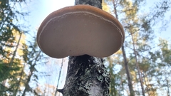 Fomitopsis betulina