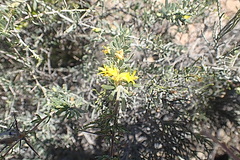 Aspalathus spinosa glauca