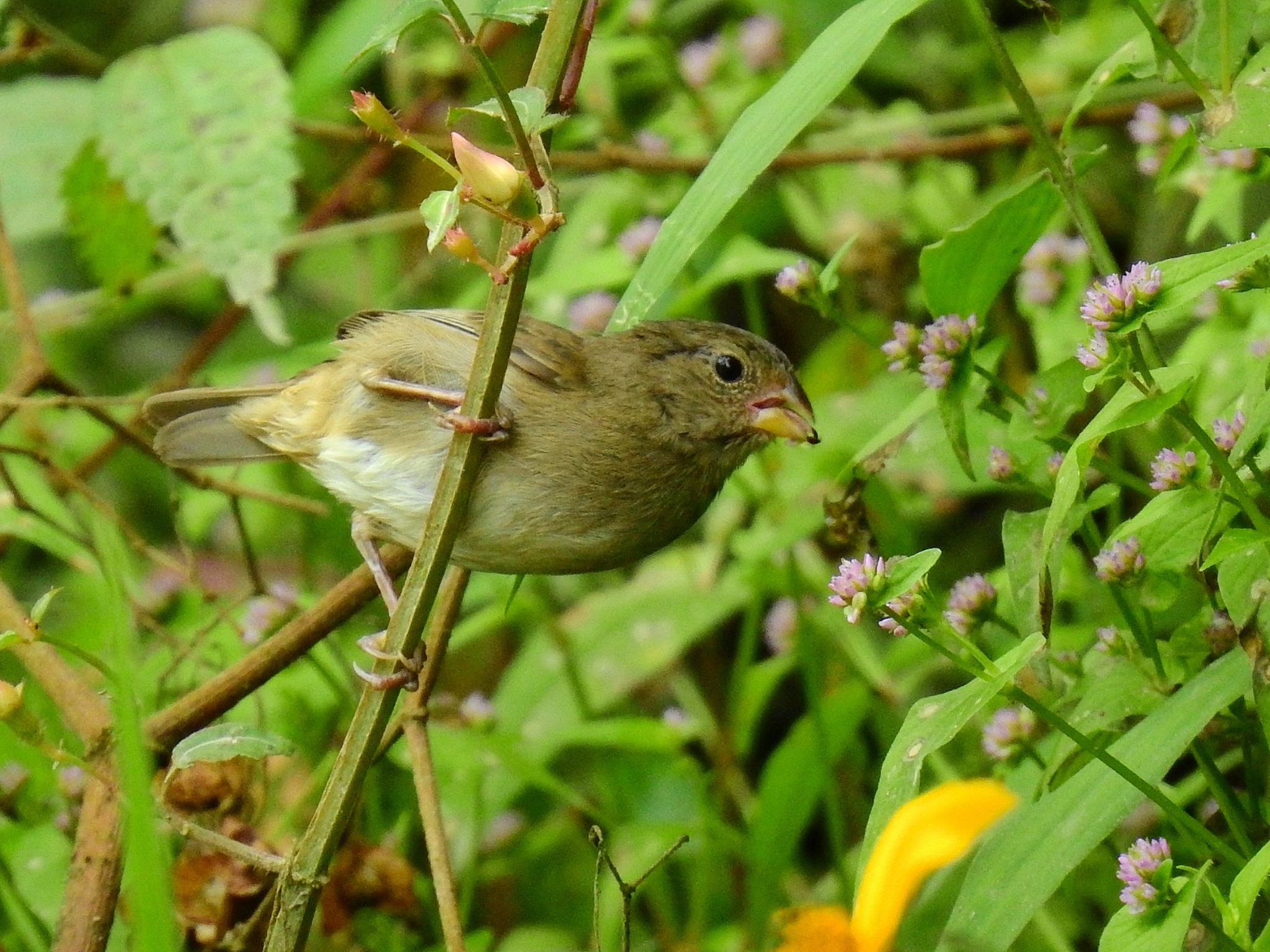 Variable Seedeater (Sporophila corvina)