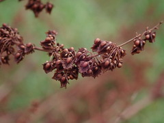 Rumex obtusifolius
