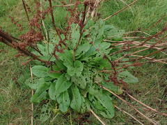 Rumex obtusifolius