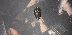 Rutela