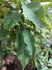 Castanea sativa