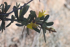 Aspalathus spinosa glauca