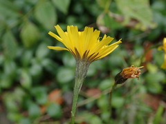 Scorzoneroides autumnalis