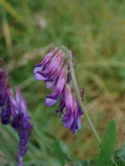 Vicia villosa