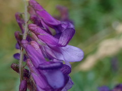 Vicia villosa