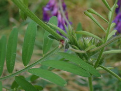 Vicia villosa