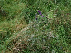 Vicia villosa