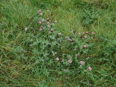 Trifolium pratense