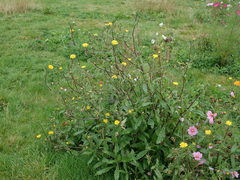 Helminthotheca echioides