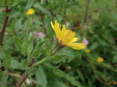 Helminthotheca echioides