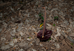 Amorphophallus henryi