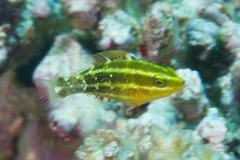 Chlorurus spilurus