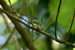 Myiopagis gaimardii