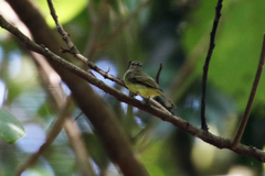 Myiopagis gaimardii