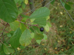 Frangula alnus