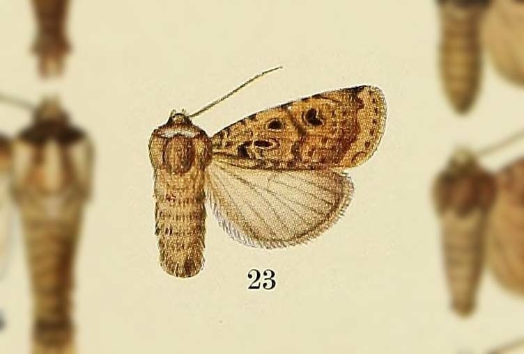 Hermonassa clava