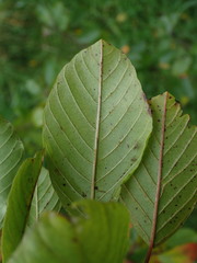Frangula alnus