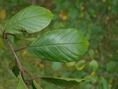 Frangula alnus