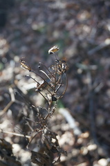 Aconitum kusnezoffii