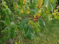 Frangula alnus
