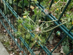 Helminthotheca echioides