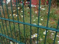 Tripleurospermum inodorum