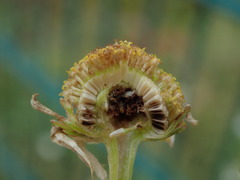 Tripleurospermum inodorum