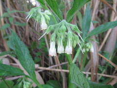Symphytum tuberosum